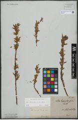 Foto von Salix triandra L. x Salix viminalis L.